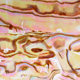 Abalone Shell Slice