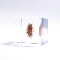 Rough cocklebur