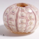 Phyllacanthus imperialis