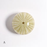 Salmacis sp.