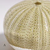 Salmacis sp.