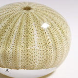 Salmacis sp.