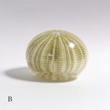 Salmacis sp.