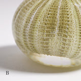 Salmacis sp.