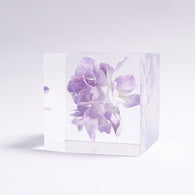Hydrangea
