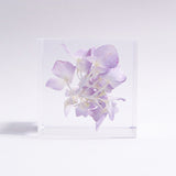 Hydrangea