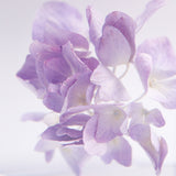 Hydrangea