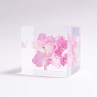 Hydrangea
