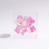 Hydrangea