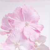 Hydrangea