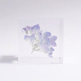 Hydrangea