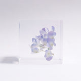 Hydrangea