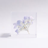 Hydrangea