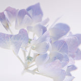 Hydrangea