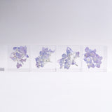 Hydrangea