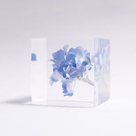 Hydrangea 【Limited Color】