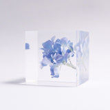 Hydrangea 【Limited Color】