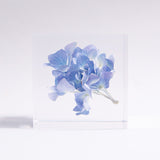 Hydrangea 【Limited Color】