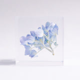 Hydrangea 【Limited Color】