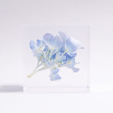 Hydrangea 【Limited Color】