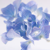 Hydrangea 【Limited Color】