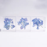 Hydrangea 【Limited Color】