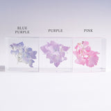 Hydrangea