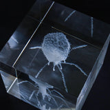 Enterobacteria phage T4