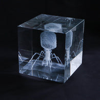 Enterobacteria phage T4