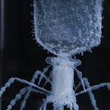 Enterobacteria phage T4