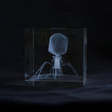Enterobacteria phage T4