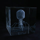 Enterobacteria phage T4