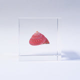 Clanculus puniceus