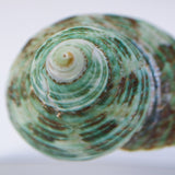 Turbo stenogyrus