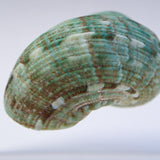 Turbo stenogyrus