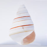 Liguus virgineus