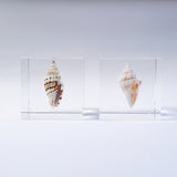 A type of sea snail
