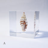 A type of sea snail