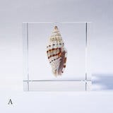 A type of sea snail