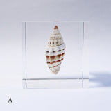 A type of sea snail