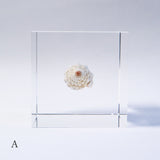 A type of sea snail