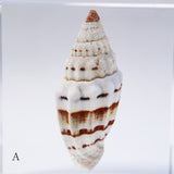 A type of sea snail