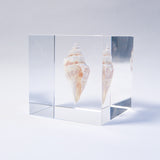 A type of sea snail