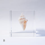 A type of sea snail