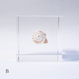 A type of sea snail