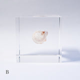 A type of sea snail