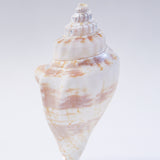 A type of sea snail