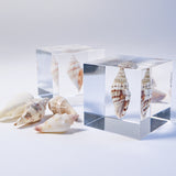 A type of sea snail