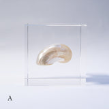 Turbo chrysostoma
