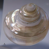 Turbo chrysostoma